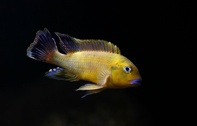 Pseudotropheus sp. 'williamsi north' Manda
